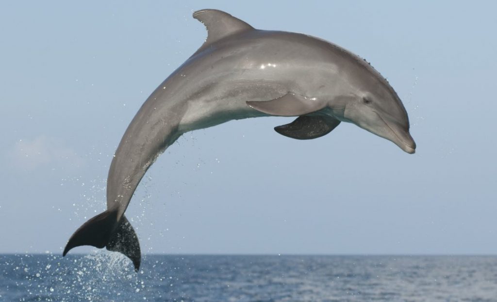 12 часов в ледяной воде: дельфины спасли мужчину от гибели