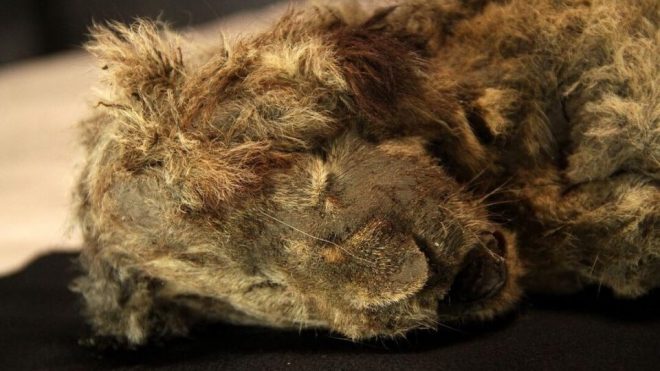 В вечной мерзлоте в Сибири обнаружили львенка (ФОТО)