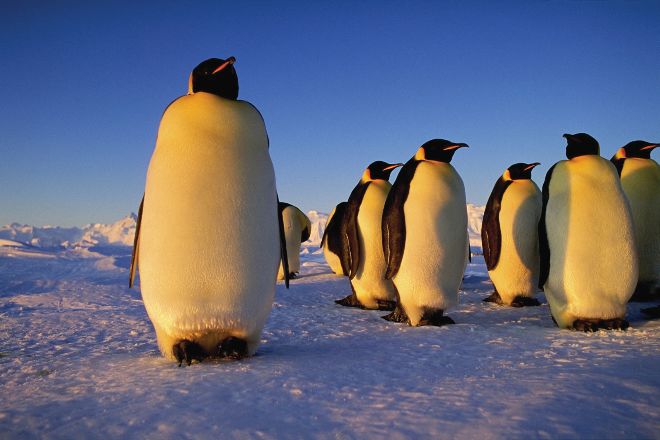 Императорские пингвины могут исчезнуть с лица Земли