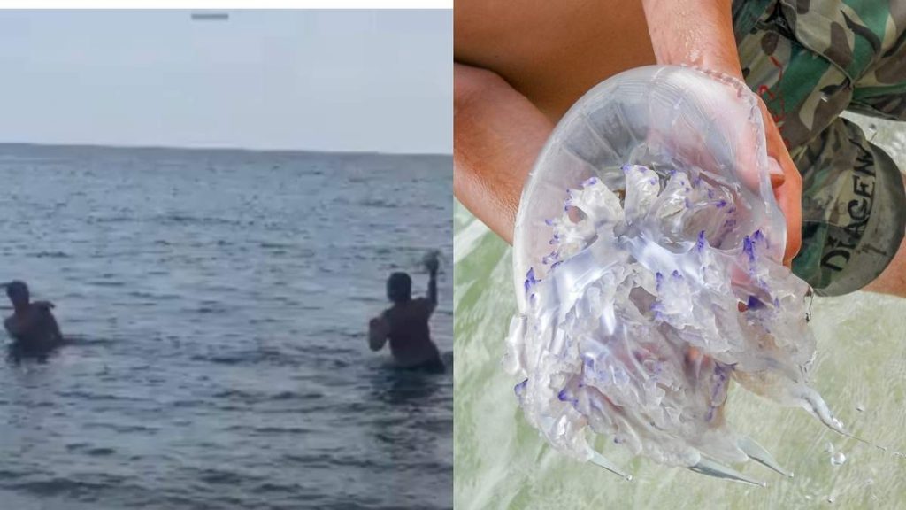 В Кирилловке отдыхающие устроили бои на медузах (ФОТО, ВИДЕО)