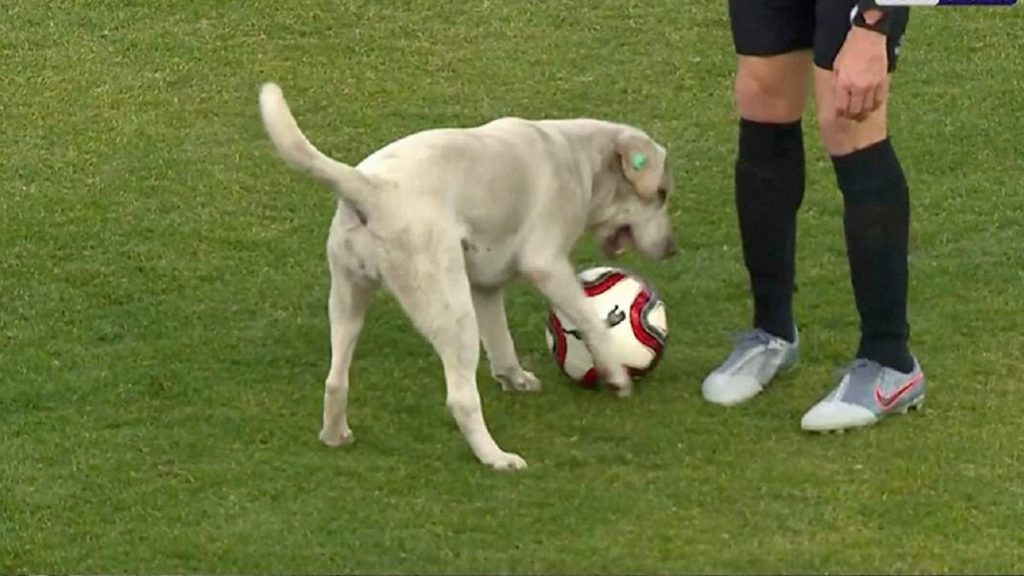 В Шотландии пес-вратарь спас футбольную команду от гола (ВИДЕО)