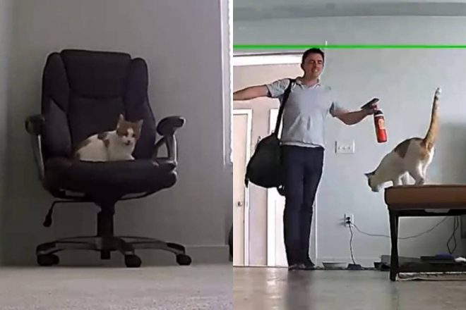 Трогательная встреча хозяина с котом восхитила соцсети (ФОТО, ВИДЕО)