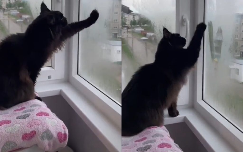 Кот нарисовал сердечко на окне и поразил соцсети (ФОТО, ВИДЕО)