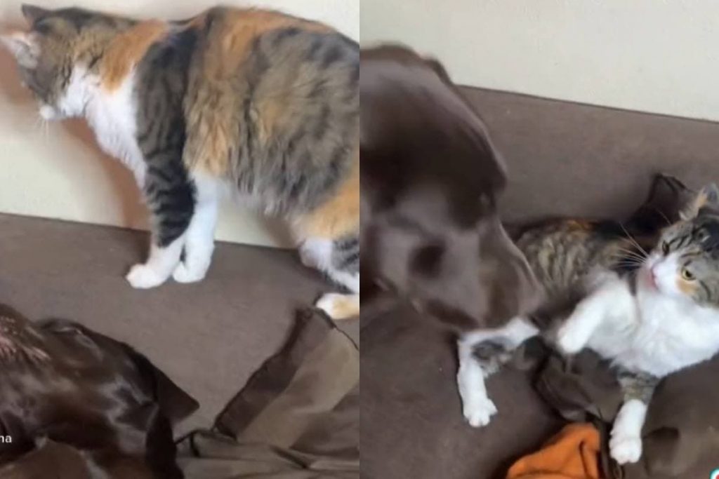 Хитрый кот обманул лабрадора и украл подушку (ФОТО, ВИДЕО)