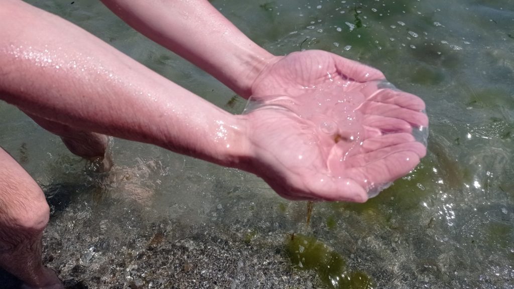 Пляж херсонского курорта усеян водорослями и мертвыми медузами (ВИДЕО)