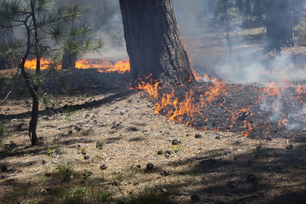 Под Киевом бушует лесной пожар (ВИДЕО)