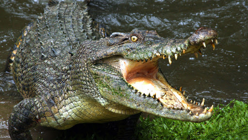 Отдыхающие на Арабатской Стрелке увидели крокодила с уткой в пасти