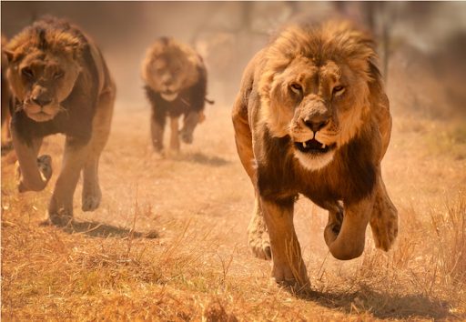 В Африке львы убили детей, которые пошли на поиски скота