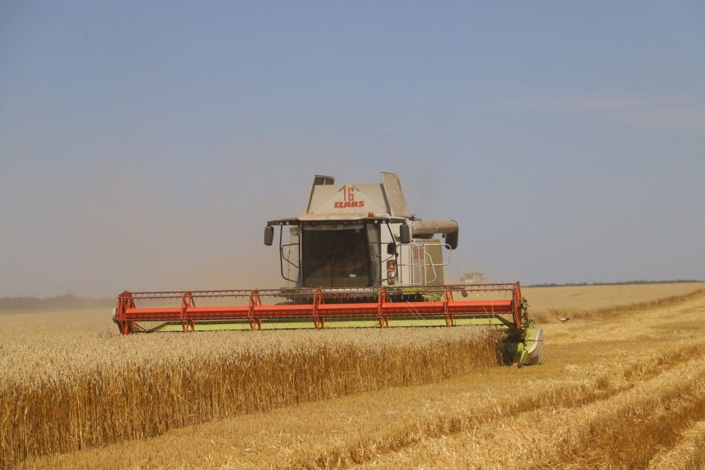 В Украине ожидается рекордный урожай пшеницы – «Укргидрометцентр»