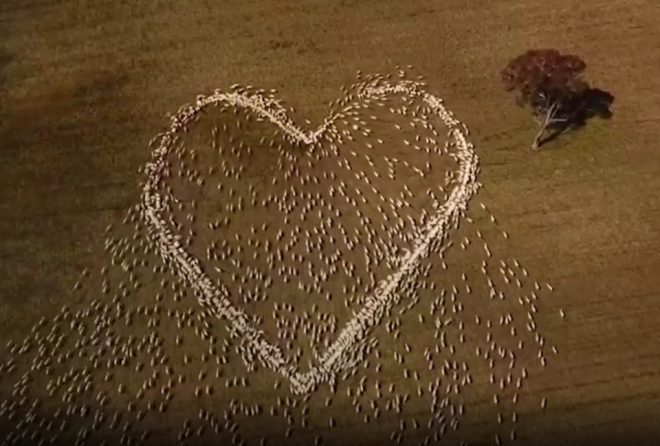 В Австралии фермер выложил сердце живыми овцами в память о тете (ВИДЕО)