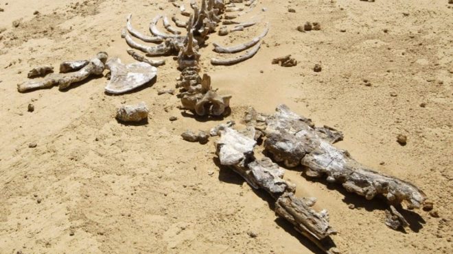 В Египте обнаружили останки четвероногого кита (ФОТО)
