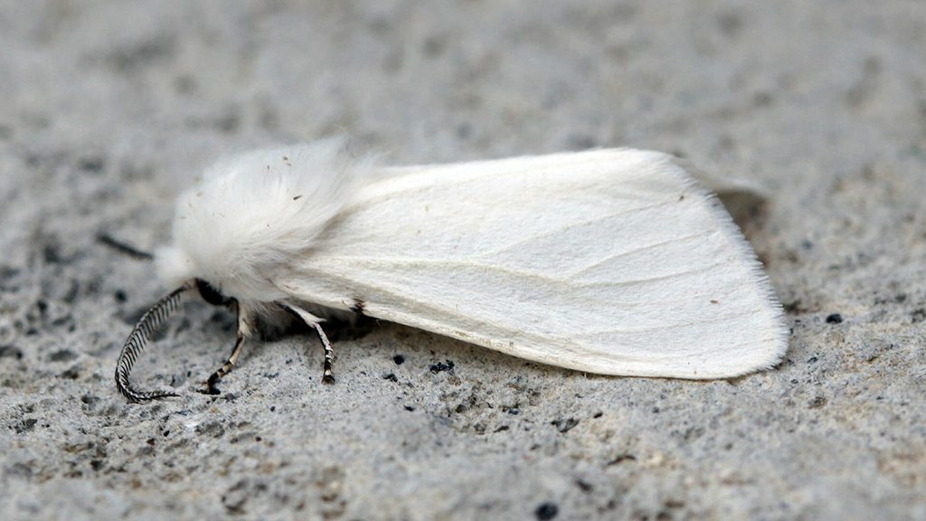 В Херсонской области нашествие белой американской бабочки (ВИДЕО)