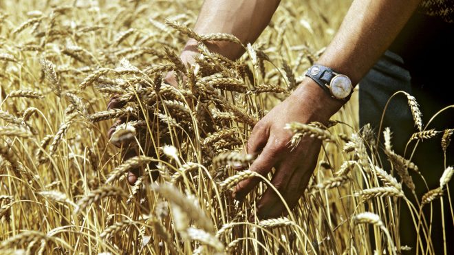 Информацию о запасах зерна в Госрезерве нельзя разглашать – эксперт