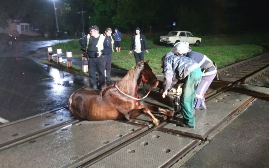 На Волыни лошадь застряла на колеях: на время приостановили поезд (ФОТО)