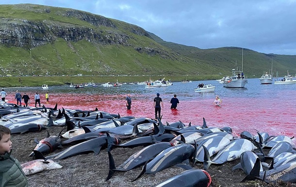 Море крови: на Фарерских островах охотники устроили резню дельфинов (ФОТО, ВИДЕО)