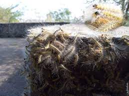 В Херсонской области гусеницы уничтожили тысячи деревьев (ВИДЕО)