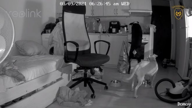 Камера засекла хозяйничающего на кухне пса (ФОТО, ВИДЕО)