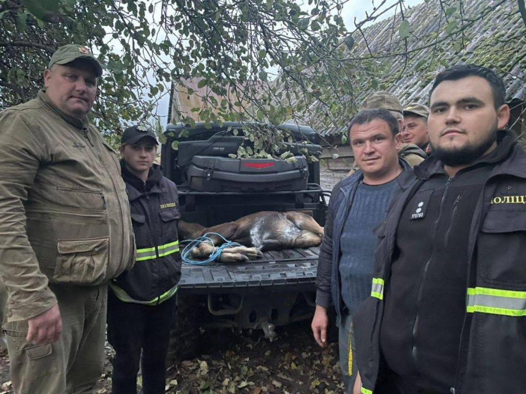 На Волыни удалось спасти раненого маленького лосенка (ФОТО, ВИДЕО)