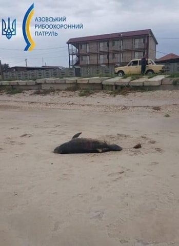  Под Мелитополем на берег выбросило мертвых дельфинов (ФОТО)
