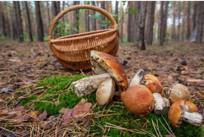 На Киевщине грибник нашел ручную гранату в лесу