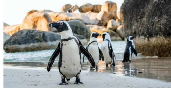 Рой пчел убил десятки вымирающих пингвинов в ЮАР