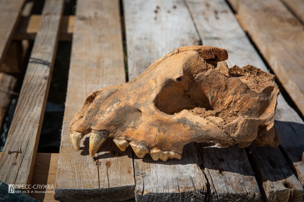 В Крыму впервые  обнаружили череп древней гиены (ФОТО)