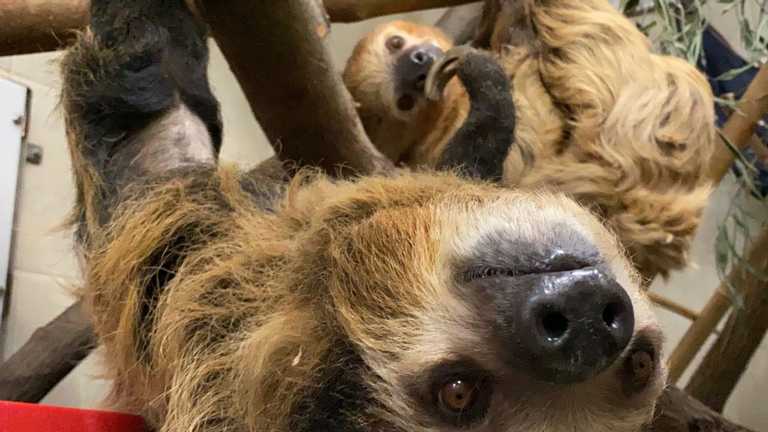 В зоопарке США самку ленивца готовят к материнству (ФОТО)