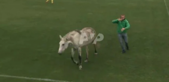 Во время матча Украина &#8212; Италия  на поле выбежали конь и собаки (ФОТО, ВИДЕО)