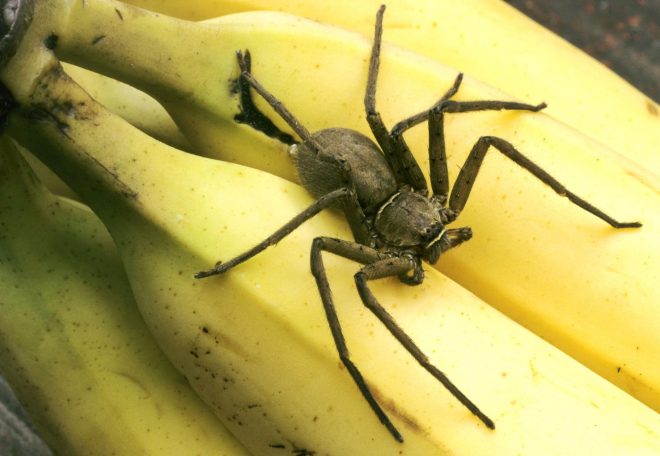 В Бердянске женщина скончалась после укуса бананового паука