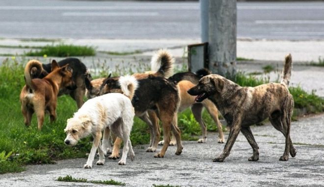 В Мелитополе стая собак терроризирует людей: искусали женщину