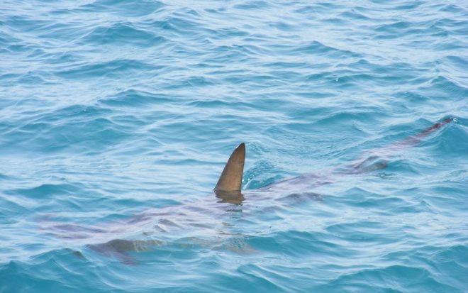 Акула прокусила надувную лодку с туристами