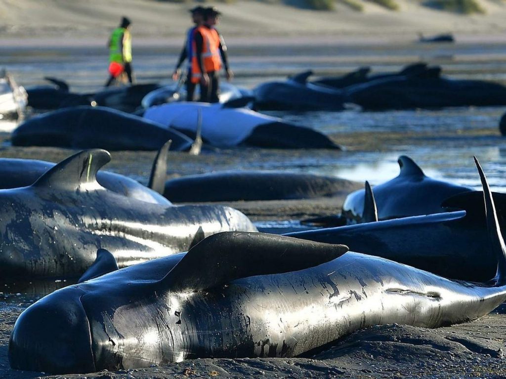 На побережье Нидерландов нашли десятки мертвых дельфинов