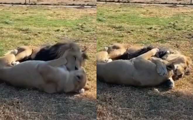 Пара влюбленных львов тронула пользователей соцсетей (ФОТО, ВИДЕО)