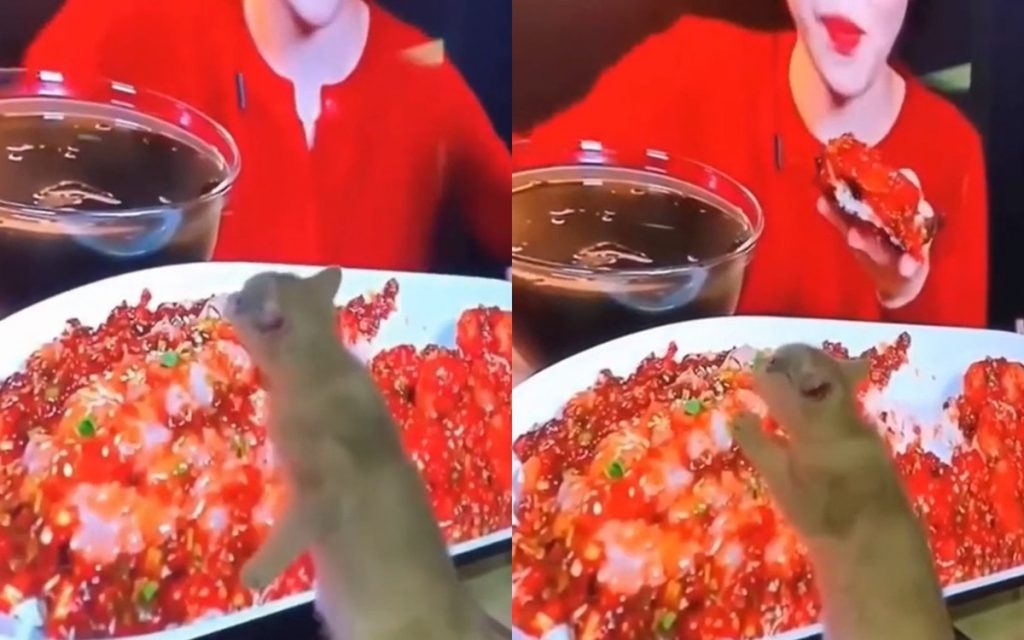 Котенок пытался съесть блюдо из телевизора (ВИДЕО)