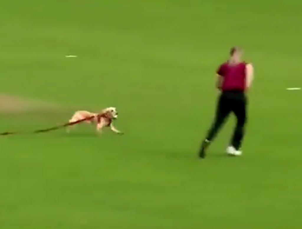 Собака вмешалась в матч по крикету и прославилась (ФОТО, ВИДЕО)