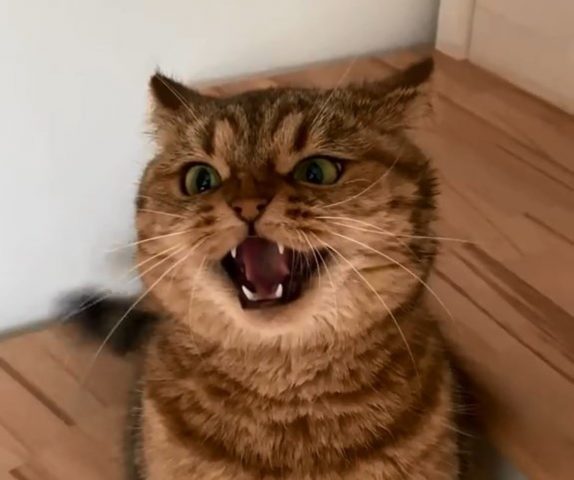 Коварный кот сумет рассмешить пользователей Сети (ВИДЕО)