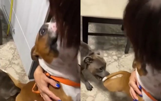 Ревнивая собака оттащила свою сестру от хозяйки (ВИДЕО)