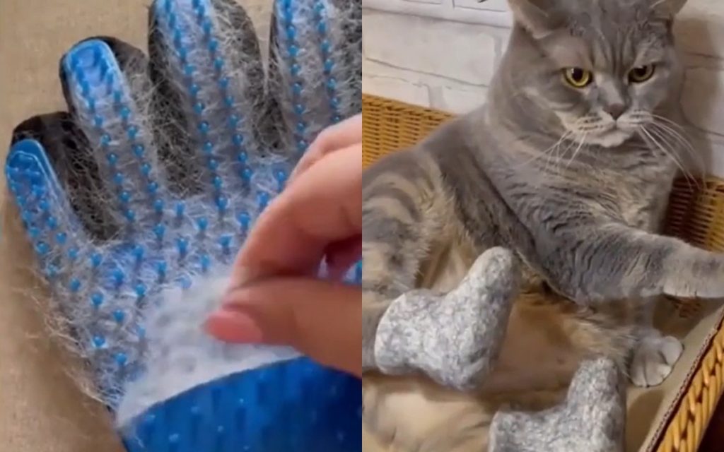 Хозяйка сделала коту валенки из его же шерсти (ВИДЕО)