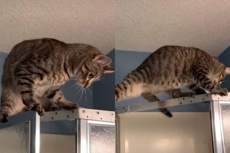 Любопытный кот застрял на душевой кабине в смешной позе (ФОТО, ВИДЕО)