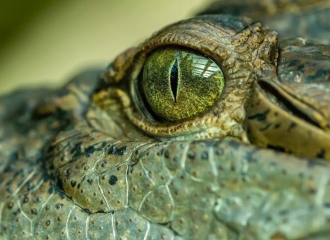 Во Флориде мужчина поймал крокодила в мусорный бак (ВИДЕО)
