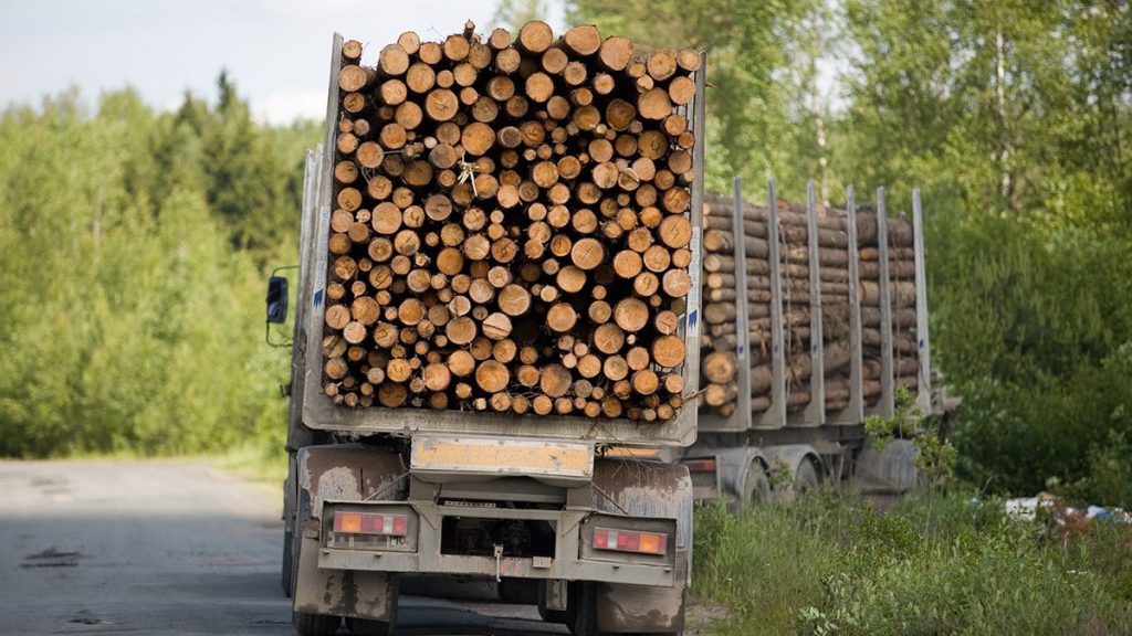 Экспорт древесины для Украины не выгоден &#8212; экономист
