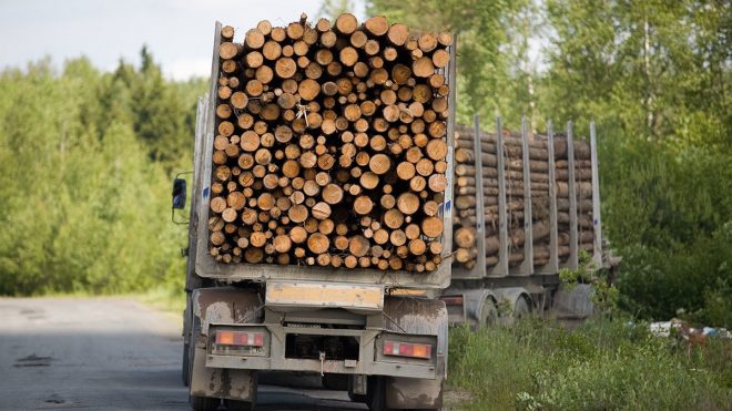 Экспорт древесины для Украины не выгоден &#8211; экономист