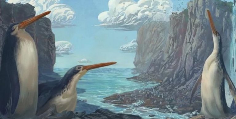 Археологи обнаружили новый вид древнего гигантского пингвина (ФОТО)