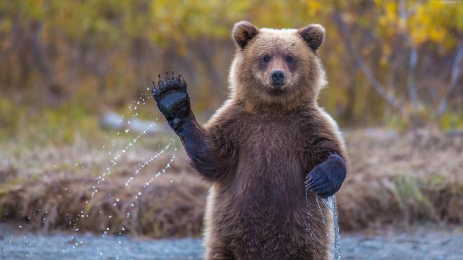 Медведица и медвежонок отобрали у детей мяч (ВИДЕО)