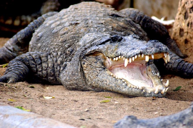 В Индии местного жителя, который пропал 3 дня назад, обнаружили в пасти у крокодила