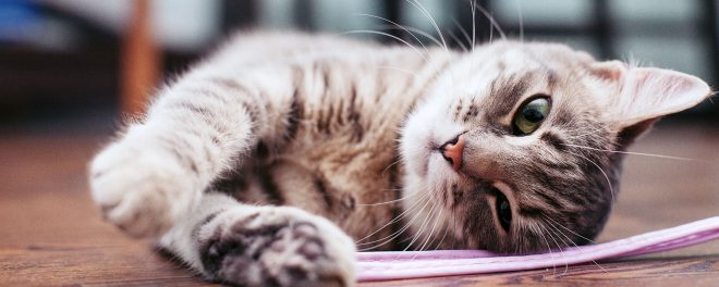 В США женщине диагностировали легочную чуму: заразилась от домашних кошек