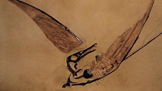 Археологи обнаружили предка современных птиц (ФОТО)