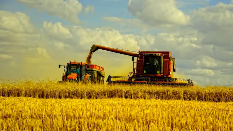 В Минагрополитики дали прогноз по урожаю зерновых на 2022 год