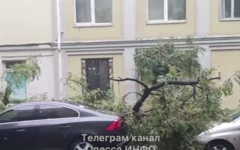 В Одессе дерево рухнуло на несколько авто (ФОТО)