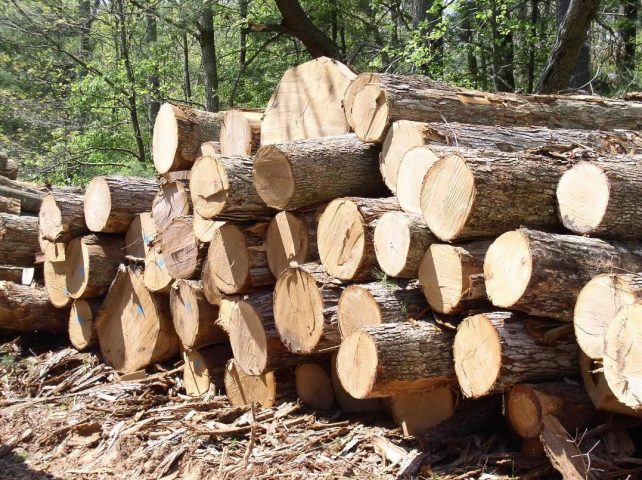 Лесхозы уничтожают украинский лес – эколог